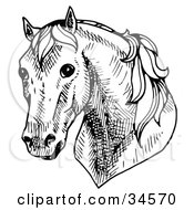 Poster, Art Print Of Shy Horses Head Facing Front