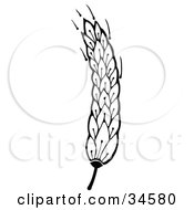 Poster, Art Print Of Head Of Wheat On The Stem Waving In The Breeze