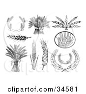 Poster, Art Print Of Set Of Black And White Wheat Banners Bunches Heads And Laurels