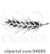 Clipart Illustration Of A Black Wheat Head On The Tip Of A Stem by C Charley-Franzwa #COLLC34583-0078
