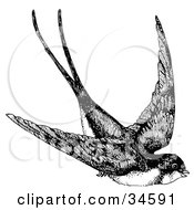 Poster, Art Print Of Flying Swallow Swooping Down While In Flight