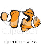Poster, Art Print Of White And Orange Patterned Clownfish In Profile
