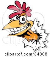 Smiling Rooster With A Gold Tooth Breaking His Head Through A Wall