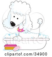 Poster, Art Print Of Cute White Poodle In A Pink Collar Taking A Sudsy Bubble Bath In A Tub