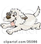 Poster, Art Print Of Energetic Shaggy Dog Running By With His Tongue Hanging Out