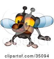 Poster, Art Print Of Curious Fly With Big Orange Eyes And Brown Cheeks