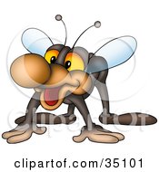 Poster, Art Print Of Friendly Gray Fly With A Big Brown Nose