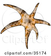 Patterned Brown Sea Star With Long Arms
