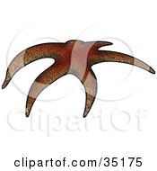 Poster, Art Print Of Curved Brown Sea Star