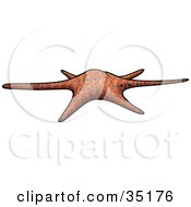 Brown And Orange Patterned Sea Star With Short And Long Arms