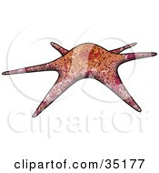 Clipart Illustration Of A Red Orange And Brown Patterned Sea Star