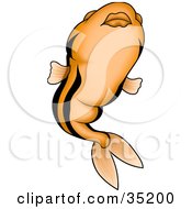 Poster, Art Print Of Orange Fish With Black Stripes And Big Lips Swimming Upwards