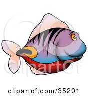 Poster, Art Print Of Purple Fish With Tiger Stripes And Red Orange And Black Markings Swimming In Profile