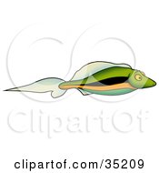Poster, Art Print Of Small Green Fish With Black Blue And Orange Stripes