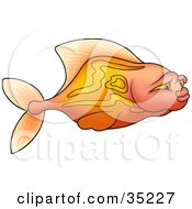 Clipart Illustration Of A Gradient Pink And Orange Fish With Stripes Swimming In Profile by dero