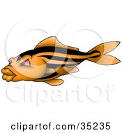Poster, Art Print Of Orange Fish With Black Stripes Pink Eyes And Big Lips