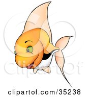 Poster, Art Print Of Happy Orange Fish With Green Eyes Tall Fins And Black And White Stripes