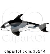 Poster, Art Print Of Swimming Killer Whale In Profile Heading Left
