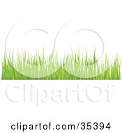 Clipart Illustration Of A Border Of Yellowish Blades Of Grass