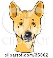 Poster, Art Print Of Alert Decker Dog Canis Lupus Ding Looking At The Viewer