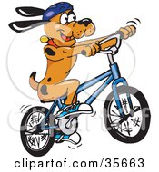 Poster, Art Print Of Athletic And Healthy Brown Dog With Black Spots Wearing Shoes And A Helmet And Riding A Bike