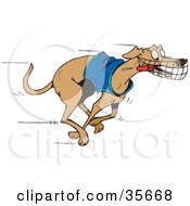 Energetic And Fast Greyhound Dog In A Shirt Running With His Tongue Hanging Out During A Race