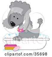 Cute Silver Poodle In A Pink Collar Taking A Sudsy Bubble Bath In A Tub