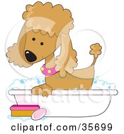 Poster, Art Print Of Cute Apricot Poodle In A Pink Collar Taking A Sudsy Bubble Bath In A Tub