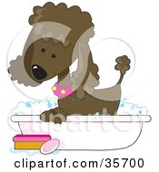 Cute Chocolate Poodle In A Pink Collar Taking A Sudsy Bubble Bath In A Tub