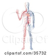 Clipart Illustration Of Blue And White Veins And The Heart Of A Human Body