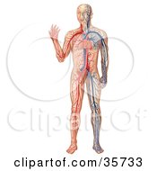 Clipart Illustration Of A Heart Pumping Blue And Red Blood Throughout A Human Body