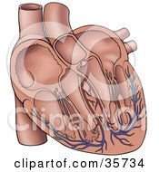 Clipart Illustration Of A Human Heart With Chambers And Veins