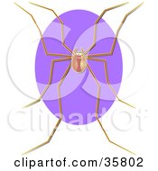 Harvestmen Spider Hadrobunus Grandis Over A Purple Oval