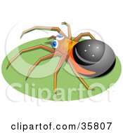 Black Brown And Red Spider With Blue Eyes Crawling On A Green Oval