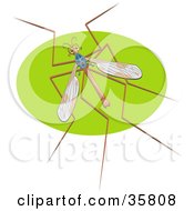 Clipart Illustration Of A Crane Fly Also Called A Mosquito Hawk On A Green Oval by Prawny
