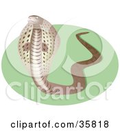 Defensive Brown Cobra Snake Showing Its Hood