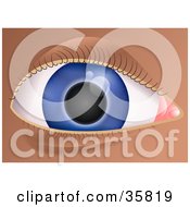 Poster, Art Print Of Closeup Of A Blue Human Eye With Curled Eyelashes
