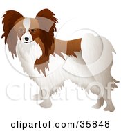 Brown And White Papillon Dog Standing With Its Body Facing Left