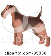 Brown Welsh Terrier Dog In Profile Standing And Facing Left