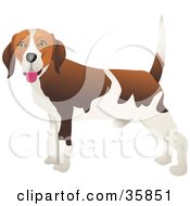 Poster, Art Print Of Happy Brown And White Beagle Dog With His Body Facing Left
