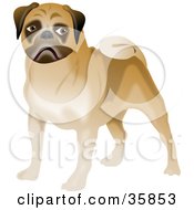 Poster, Art Print Of Brown Pug Dog With A Curly Tail