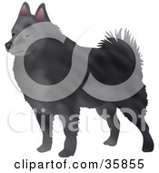 Clipart Illustration Of A Dark Gray Schipperke Dog Facing Left by Prawny