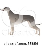 Poster, Art Print Of Slender Greyhound Dog In Profile Standing And Facing Left