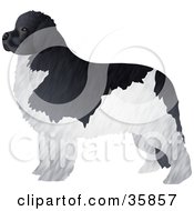 Poster, Art Print Of Black And White Furry Newfoundland Dog Standing And Facing Left