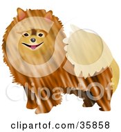 Poster, Art Print Of Friendly Brown Pomeranian Dog