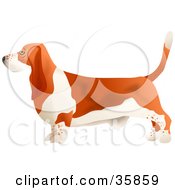 Brown And White Basset Hound Dog In Profile Facing Left