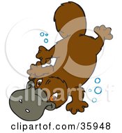 Cute Swimming Platypus Underwater With Bubbles