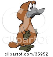 Brown Platypus In Profile Standing And Facing Right