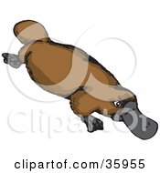 Brown Platypus With A Gray Bill