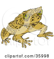 Warty Green Toad Glaring At The Viewer